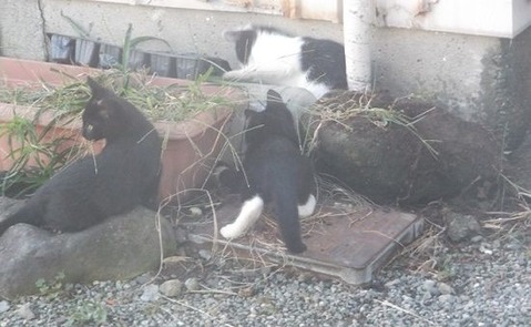 庭に住み着き始めた野良猫家族
