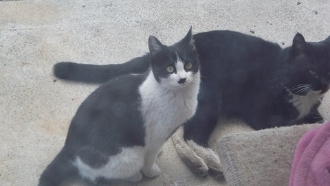 野良猫家族の祖父猫写真 野良猫家族の祖父猫写真