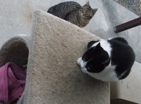 庭の野良猫地域猫 (6)