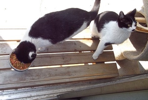 地域猫の白黒猫兄弟の写真