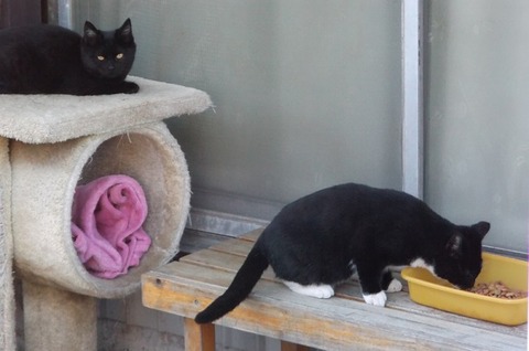 庭の野良猫家族達の子猫