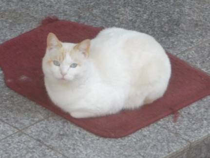 ブログ写真で隣家に住み着く野良猫をクローズアップしデジカメ写真撮影してみました
