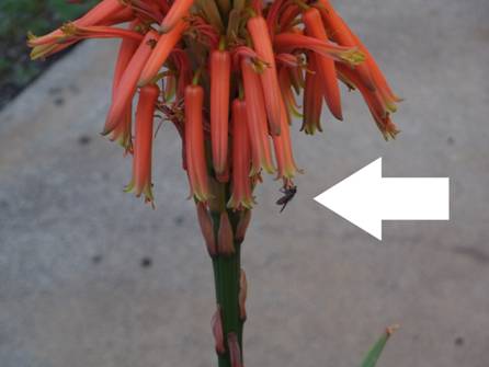 アロエの花に小さな蜂が蜜でも探してるところをクローズアップデジカメ撮影
