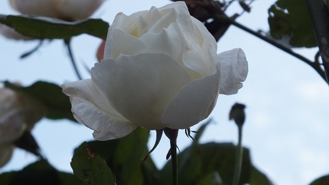 嫁:妻が撮った」御殿場市中央公園の写真 (1)
