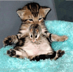 0473_20080831173212.gif