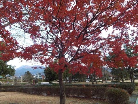 26御殿場市で紅葉狩りと富士山写真 (7)