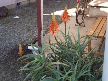 玄関向かって左側のアロエの花をデジカメ撮影