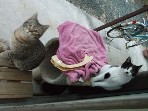 地域猫化した野良猫が紅色毛布に (1)