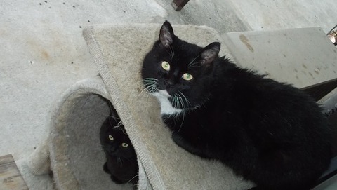 庭の地域猫の黒白猫の祖父と息子の父親猫