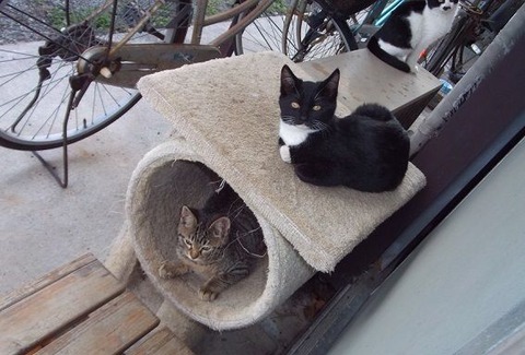 11庭の野良猫家族たちの写真 (1)