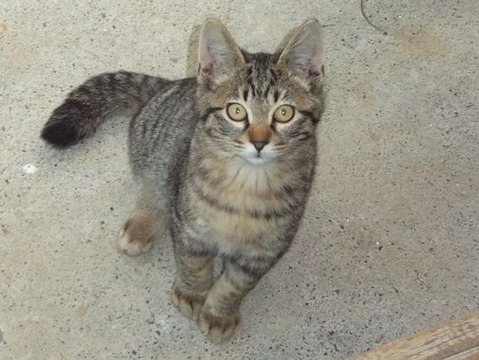 庭の地域猫 の母猫に似たクリちゃん猫の写真