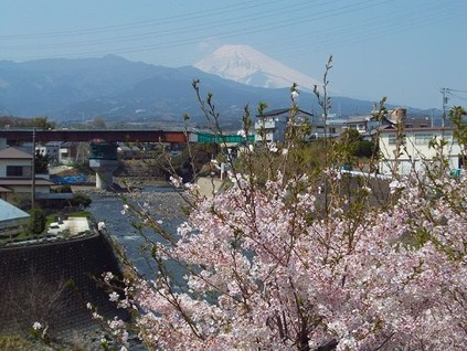 14桜と富士山と川 (2) 14桜と富士山と川 (2)