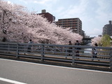 花見