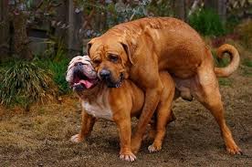 高級な犬は私