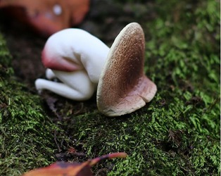 公園に生えてるキノ