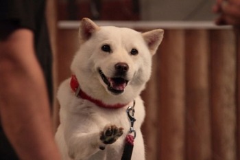 マジキチ弟夫婦に鉄