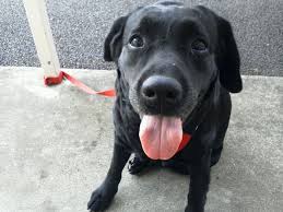 『原因はこの犬畜生だ!