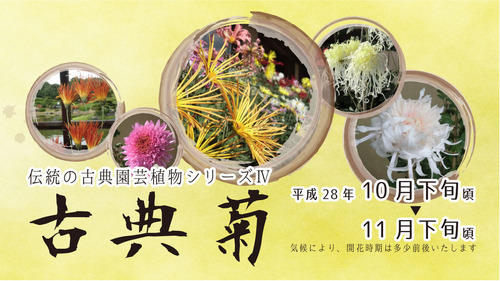 2016古典菊展バナー1920-1080