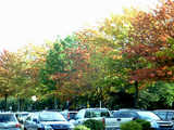 autumn colours