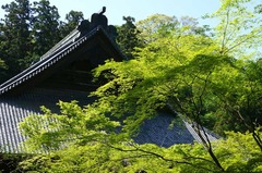 130418妙本寺新緑