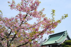 150318長谷寺カワヅサクラ