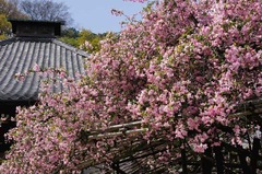 120417光則寺カイドウ1