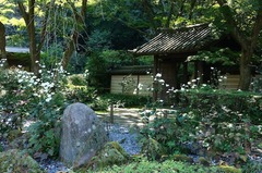 151012瑞泉寺シュウメイギク