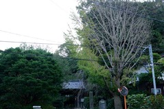121023安国論寺イチョウ