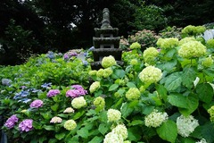 130612長谷寺アジサイ1