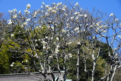 15o325東慶寺ハクモクレン1