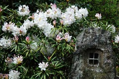 120417海蔵寺シャクナゲ