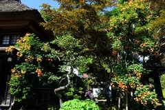 130707海蔵寺ノウゼンカズラ1