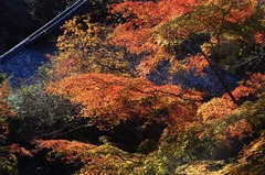 121213妙本寺紅葉2