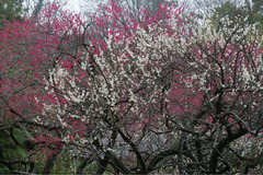 120324貞宗寺ウメ