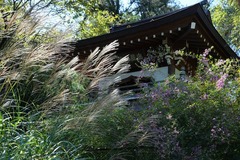 140921浄智寺ススキ