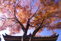 121213瑞泉寺紅葉2