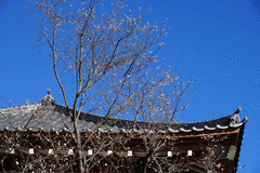 130104長谷寺フユザクラ