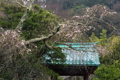 160324光則寺シダレザクラ