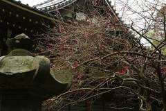 100217安国論寺ウメ2