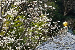 150318長谷寺コブシ