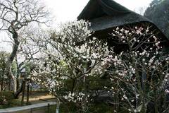 100224東慶寺ウメ1