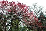 070304大巧寺カンヒザクラ