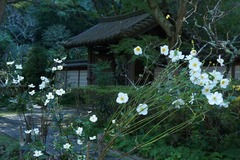 131027瑞泉寺シュウメイギク2
