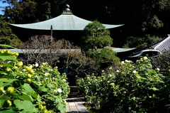 151012瑞泉寺フヨウ