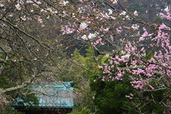 160324光則寺サクラ1