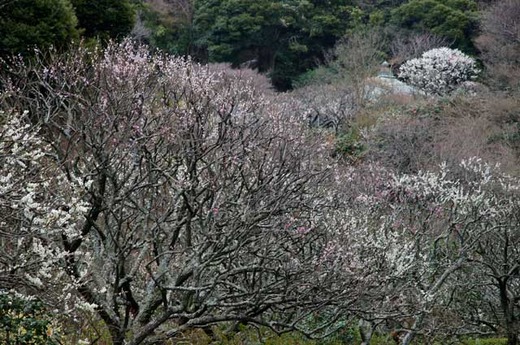 120330瑞泉寺ウメ