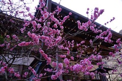 130308安国論寺ウメ2
