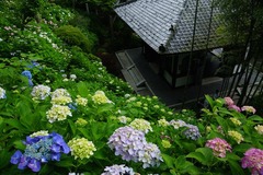 140609長谷寺アジサイ2