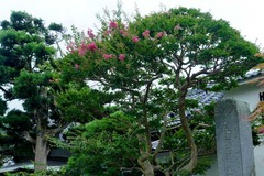 130724本覚寺サルスベリ1