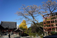 101212本覚寺センダン